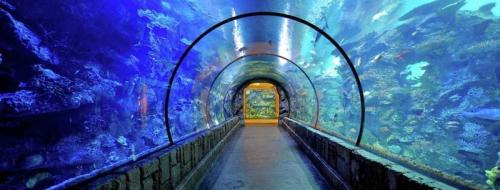 Shark Reef Aquarium | Mandalay Bay Hotel & Casino